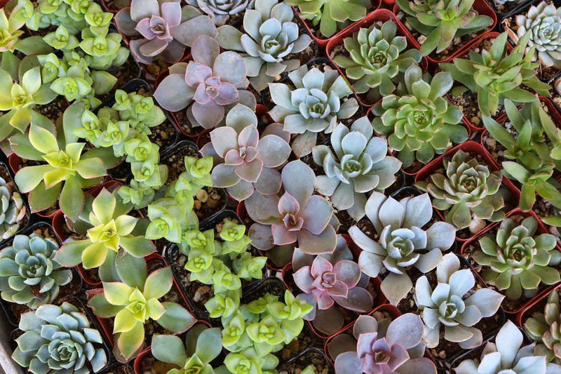 succulent favors bulk 2" Wedding Favor Bulk Succulents