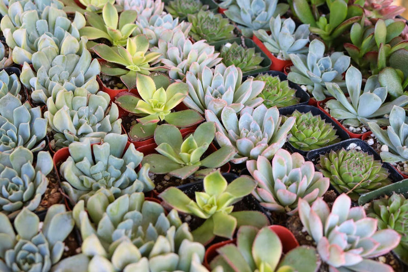 2" Wedding Favor Bulk Succulents