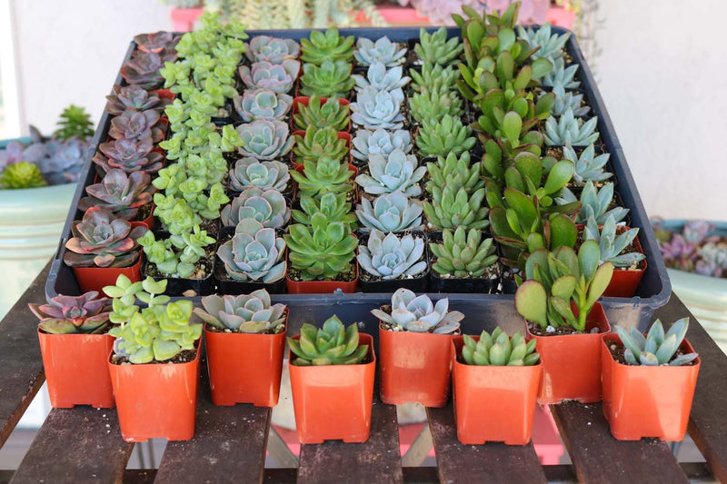 succulent plants in bulk 2" Wedding Favor Bulk Succulents