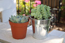 4" Assorted Succulents