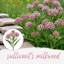Mini Seed Mix | Pollinator Patch | Tall & Short Options | Native | Prairie Legacy Inc
