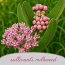 Mini Native Tall Pollinator Patch Seed Mix | Prairie Legacy Inc.