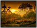 Sunset Forest - Print