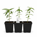 Rain Garden Live Plant Landscape Kit | Prairie Legacy Inc.