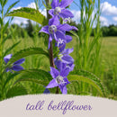 Chic & Shady Live Plant Landscape Kit | Prairie Legacy Inc.