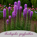 Mini Native Tall Pollinator Patch Seed Mix | Prairie Legacy Inc.