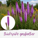 Mini Seed Mix | Pollinator Patch | Tall & Short Options | Native | Prairie Legacy Inc