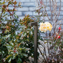 Tiyva Bollard Light