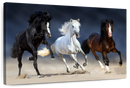 Wild Colorful Horses Wall Art