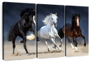 Wild Colorful Horses Wall Art