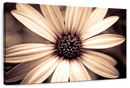 Detailed Sepia Flower Wall Art