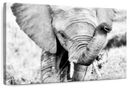 Kenyan Baby Elephant Wall Art