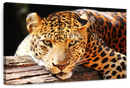 Leopard Gaze Wall Art