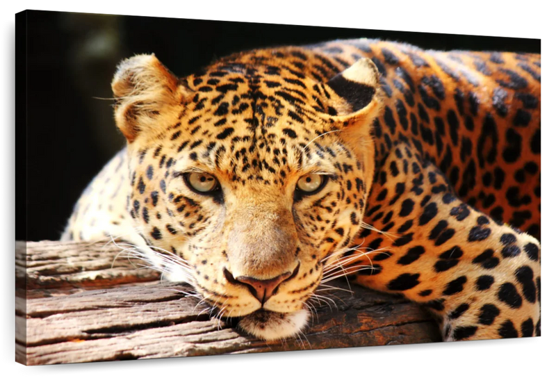 Leopard Gaze Wall Art