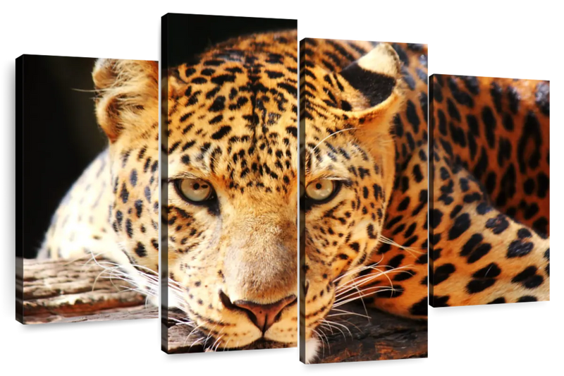 Leopard Gaze Wall Art