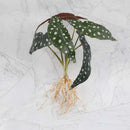 Tropical artificial plant wall set living room decorative foliage