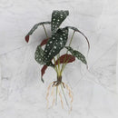 Tropical artificial plant wall set living room decorative foliage
