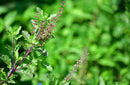 Holy Basil Extract, 30ml