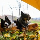 Sunshade Tarp 100