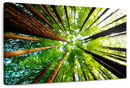 Ancient California Redwood Wall Art