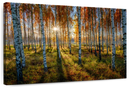 Swedish Birch Forest Wall Art
