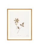 Wild Flowers I