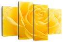 Yellow Rose Petals Wall Art