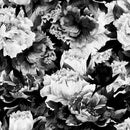 Vintage Black and White Large Flowers Wallpaper Mural