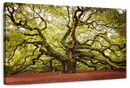 Charleston Angel Oak Tree Wall Art