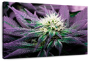 Rare Cannabis Plant Wall Art