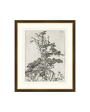 Pine Etchings 2