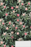 Rad Bromeliad Wallpaper, black