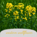 Mini Native Short Pollinator Patch Seed Mix | Prairie Legacy Inc.