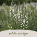Mini Native Tall Pollinator Patch Seed Mix | Prairie Legacy Inc.