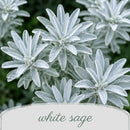 Bird Sanctuary Live Plant Landscape Kit | Prairie Legacy Inc.