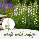 Mini Seed Mix | Pollinator Patch | Tall & Short Options | Native | Prairie Legacy Inc