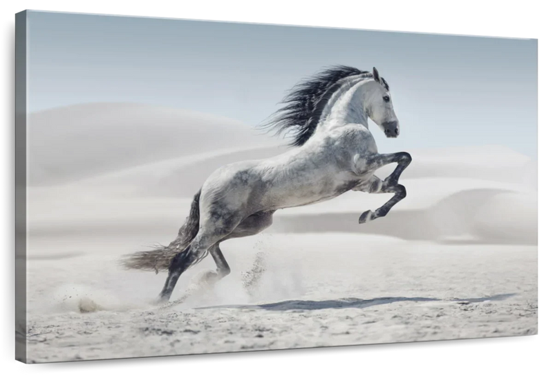 Mighty Arabian Horse Wall Art