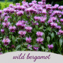 Rain Garden Live Plant Landscape Kit | Prairie Legacy Inc.