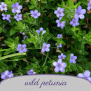 Hummingbird Garden Live Plant Landscape Kit | Prairie Legacy Inc.