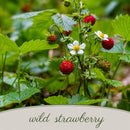 Chic & Shady Live Plant Landscape Kit | Prairie Legacy Inc.