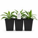 Rain Garden Live Plant Landscape Kit | Prairie Legacy Inc.