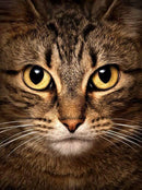 Wise Cat WD280 5.9 x 7.9 inches Crafting Spark Diamond Painting Kit