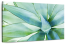 Agave Leaves Wall Art