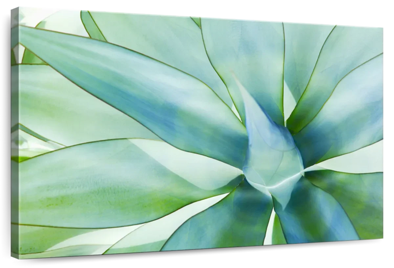 Agave Leaves Wall Art