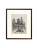 Pine Etching