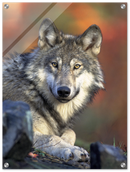 Wolf - Print