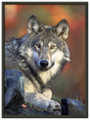 Wolf - Print