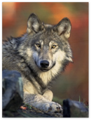Wolf - Print