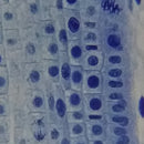 Erudit Basic Bino 40x-400x Microscope