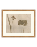 Botanical Thoughts II